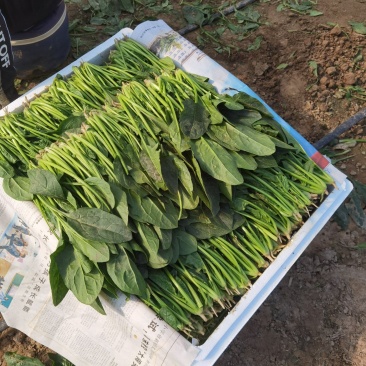 菠菜