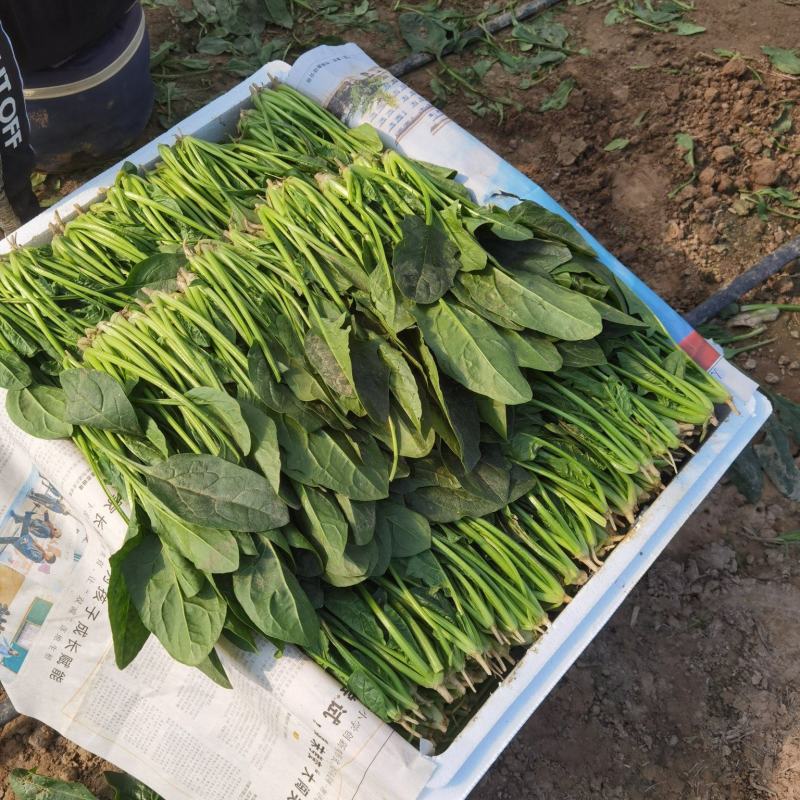 菠菜