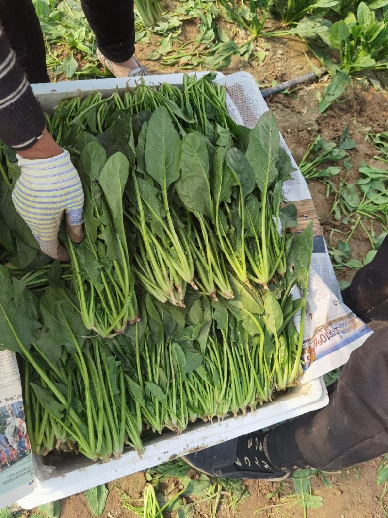 菠菜