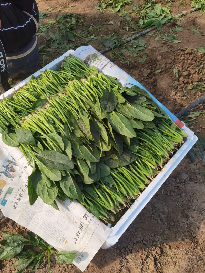 菠菜