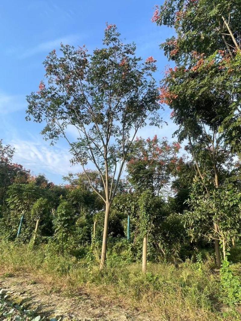 【基地直供】黄山栾树