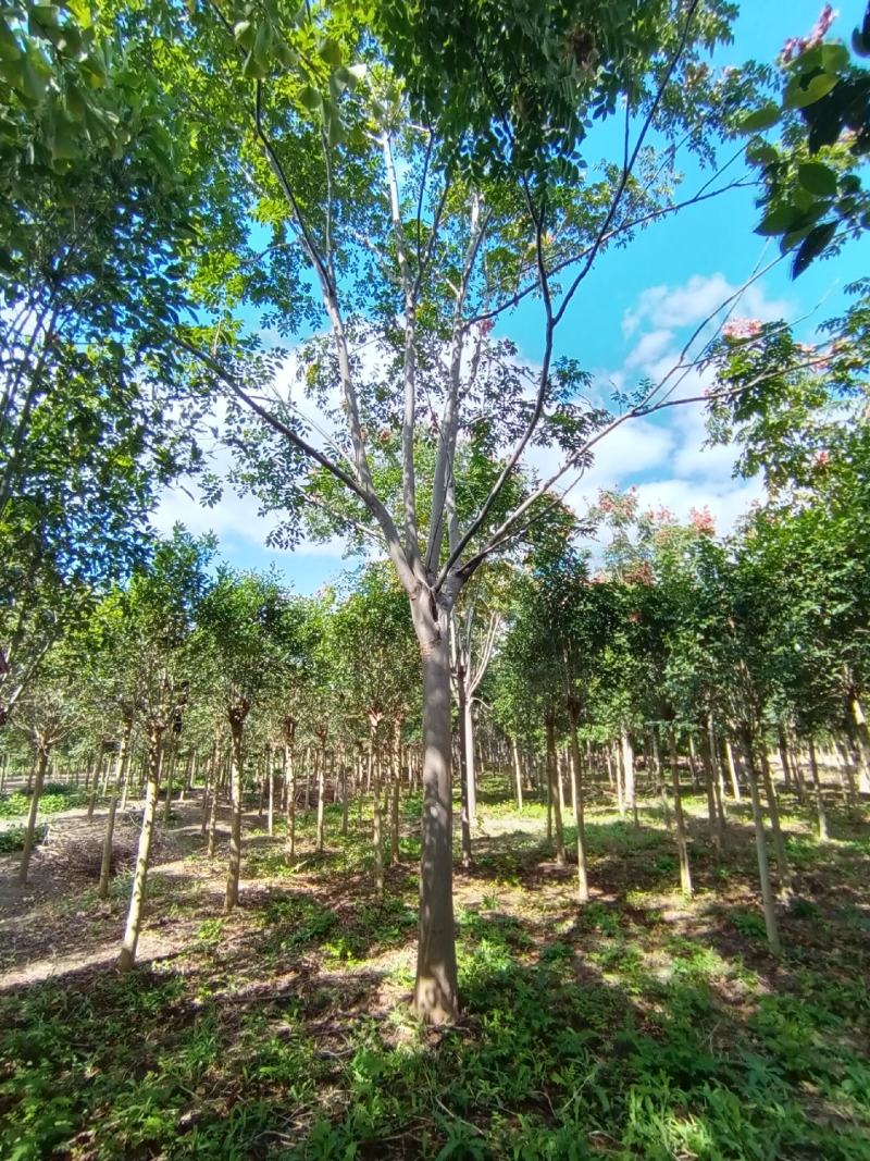 【基地直供】黄山栾树