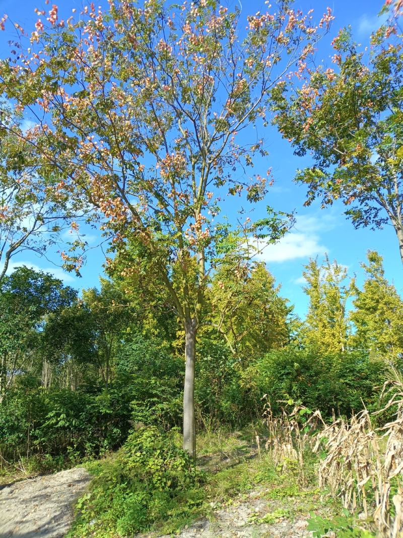 【基地直供】黄山栾树