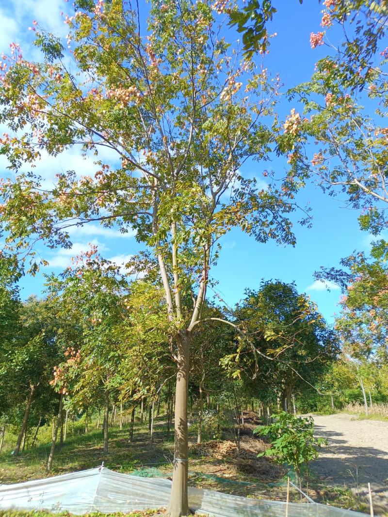 【基地直供】黄山栾树
