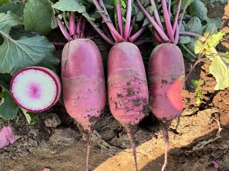 红心萝卜内部特写