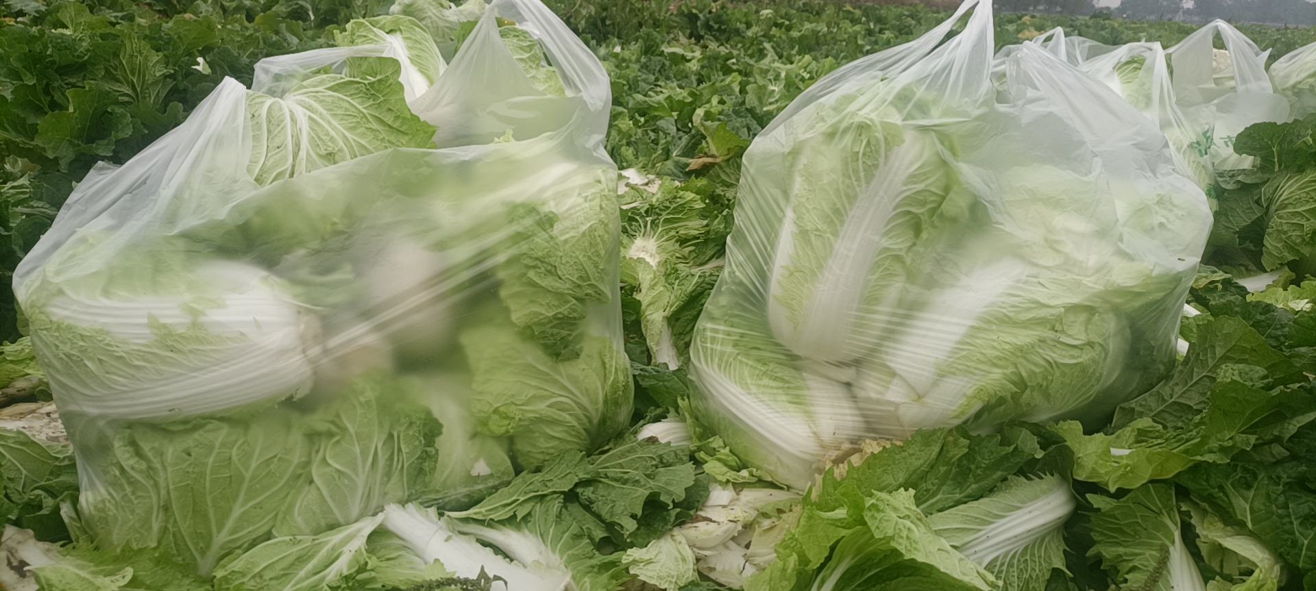 青萝卜种植田地
