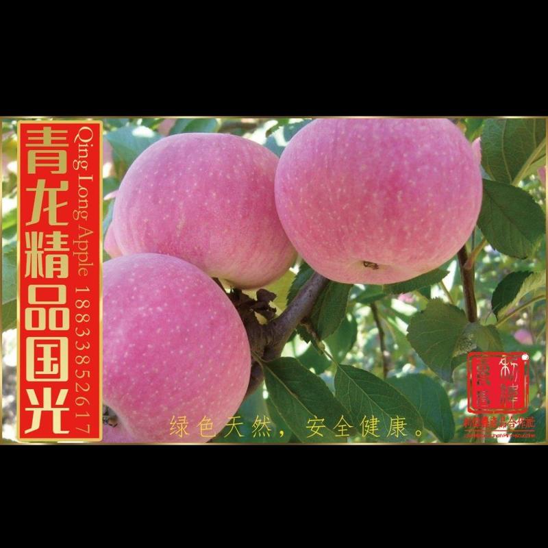 青龙县优质小国光苹果出售有想法的客商联系我
