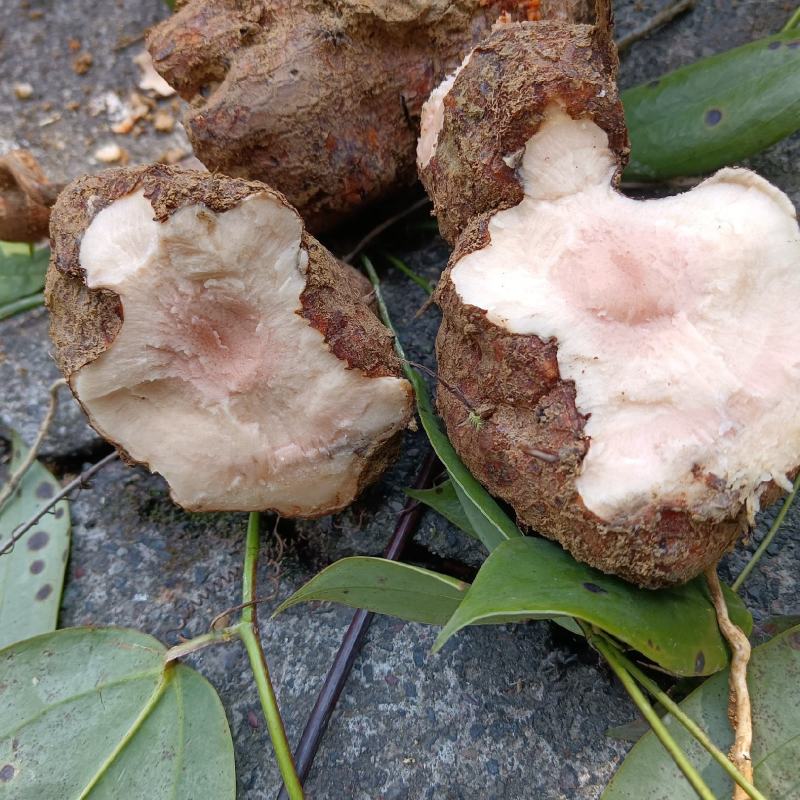 新鲜土茯苓