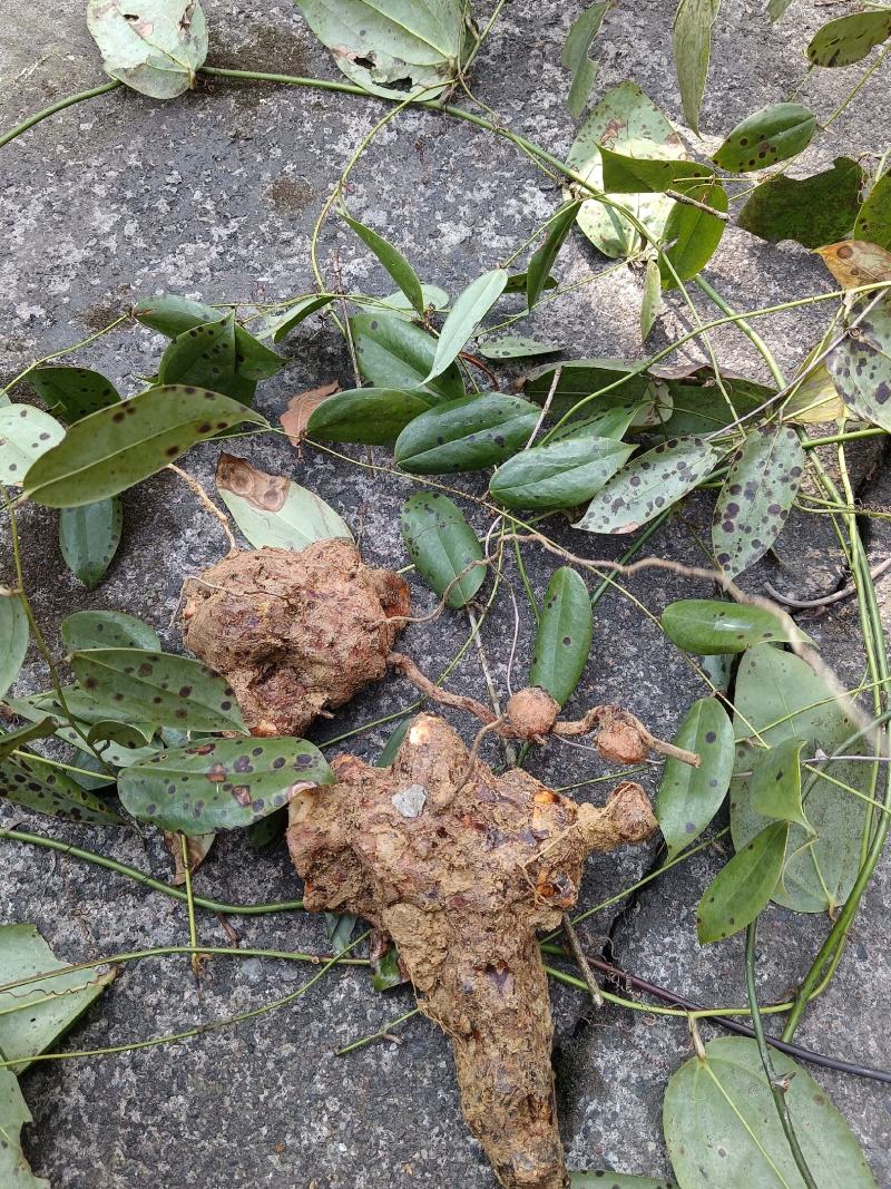 新鲜土茯苓
