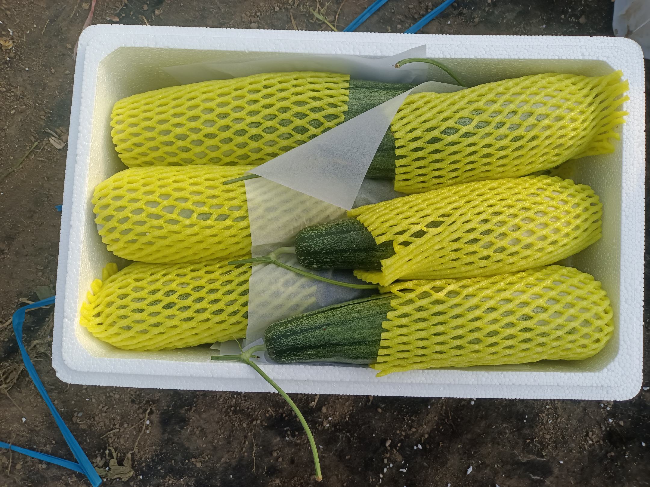 甜羊角蜜哈密瓜在现代化分拣包装车间的处理过程