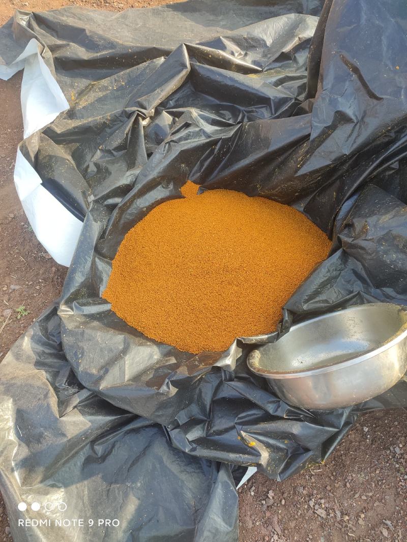 茶花粉浙江绍兴产自产自销包邮支持一件代发质量保证