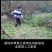 贵州糖脆李蜂糖李脱骨李空心李高端水果现采现发