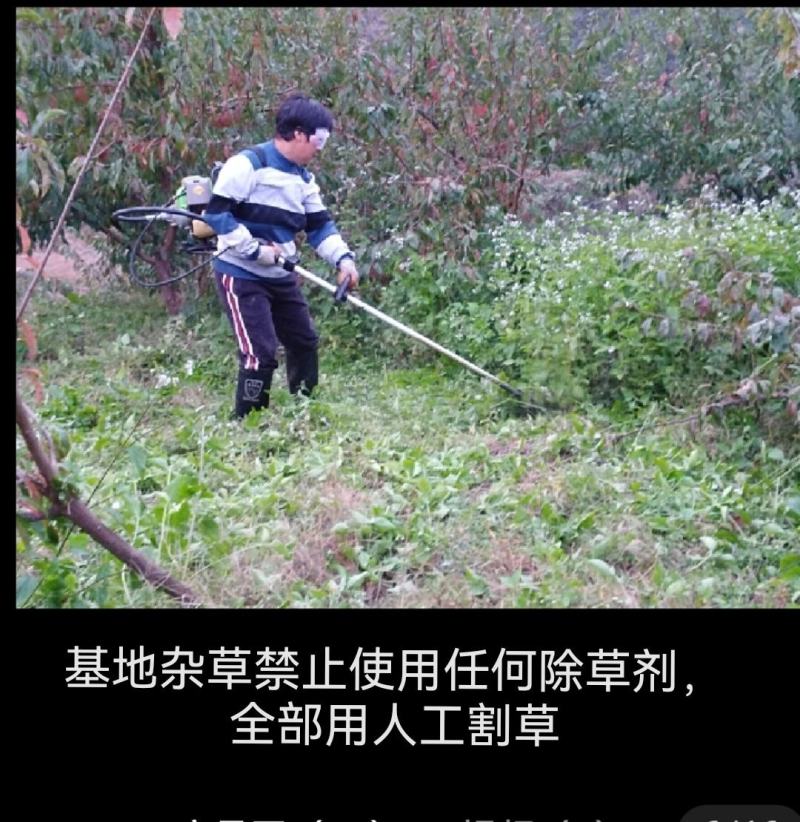 贵州糖脆李蜂糖李脱骨李空心李高端水果现采现发