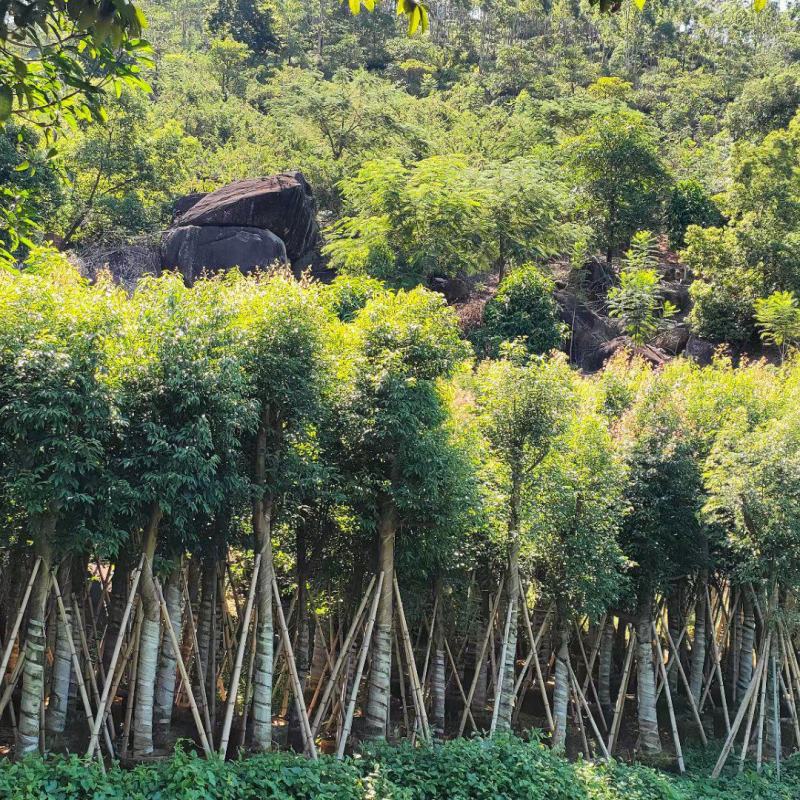 天竺桂（阴香）12~15分袋苗，欢迎各位老板来电咨询