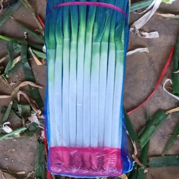 河北精品钢葱，产地货源，保质保量，价格便宜，欢迎来电