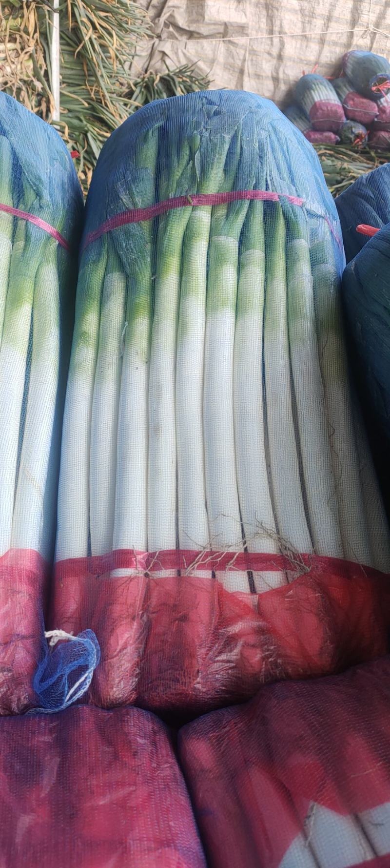 河北精品钢葱，产地货源，保质保量，价格便宜，欢迎来电