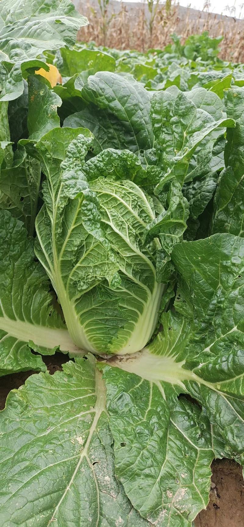 高原夏季蔬菜