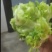 儿菜