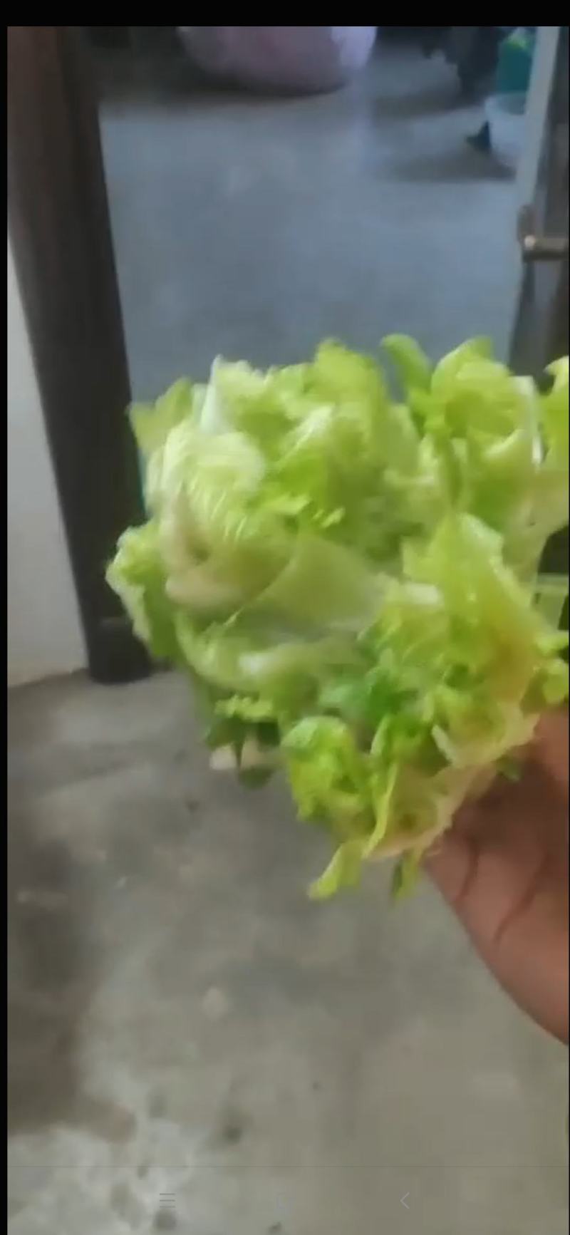 儿菜