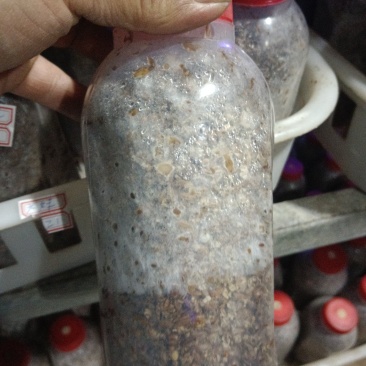 出售羊肚菌菌种