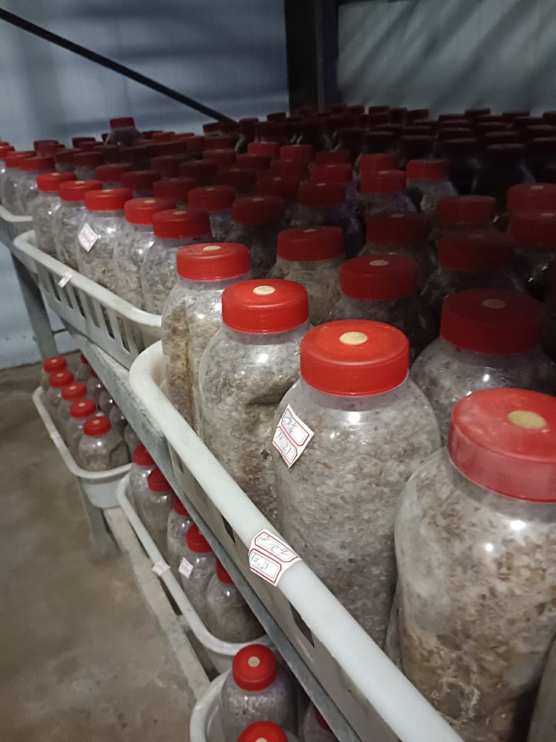 出售羊肚菌菌种