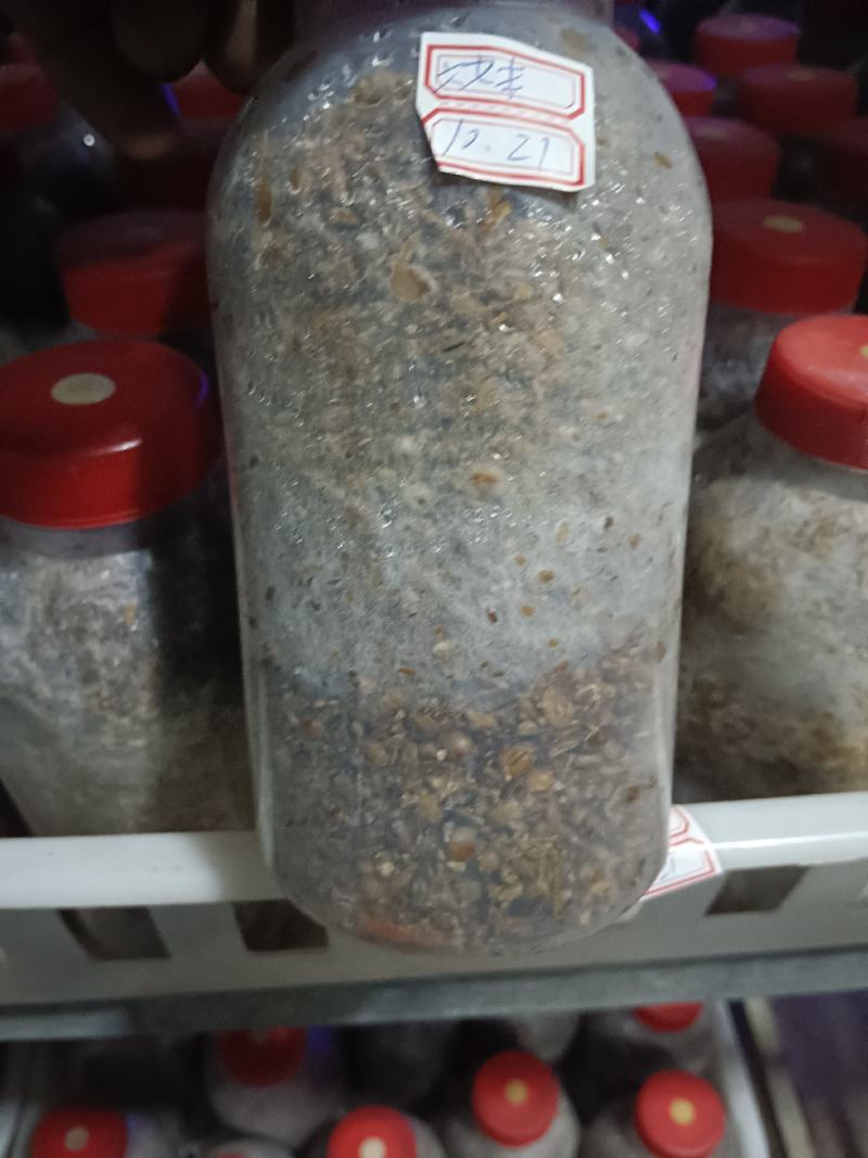 出售羊肚菌菌种