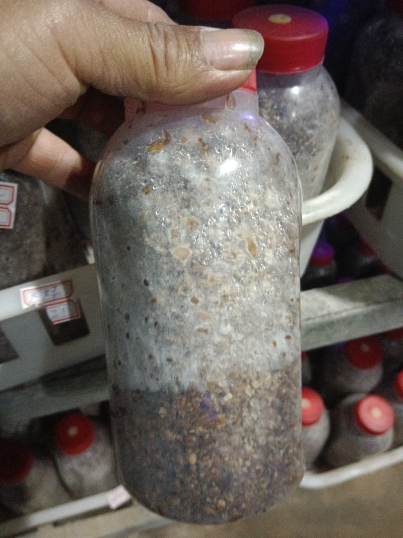出售羊肚菌菌种