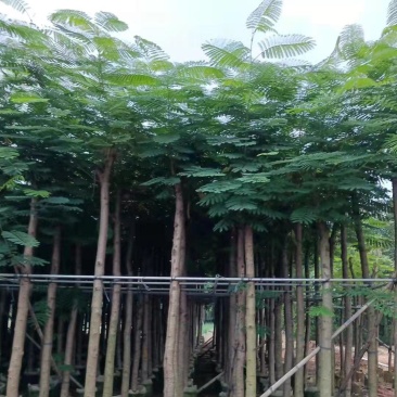 凤凰木（红花楹）5~30袋苗，低价出售，欢迎各位老板来电