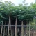 凤凰木（红花楹）5~30袋苗，低价出售，欢迎各位老板来电