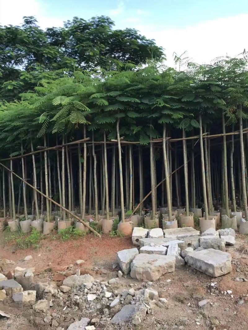 凤凰木（红花楹）5~30袋苗，低价出售，欢迎各位老板来电