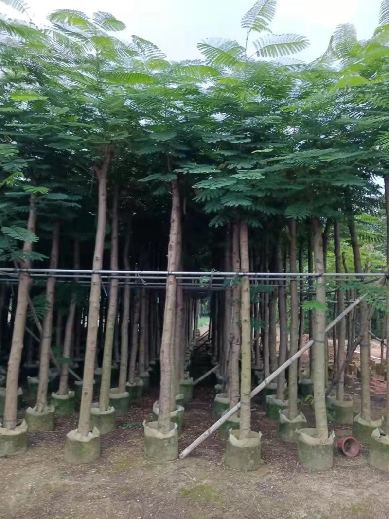 凤凰木（红花楹）5~30袋苗，低价出售，欢迎各位老板来电