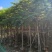 凤凰木（红花楹）5~30袋苗，低价出售，欢迎各位老板来电