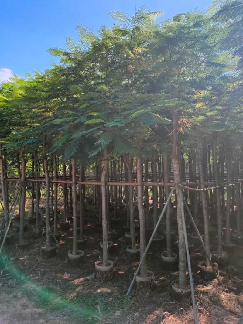 凤凰木（红花楹）5~30袋苗，低价出售，欢迎各位老板来电