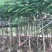 凤凰木（红花楹）5~30袋苗，低价出售，欢迎各位老板来电
