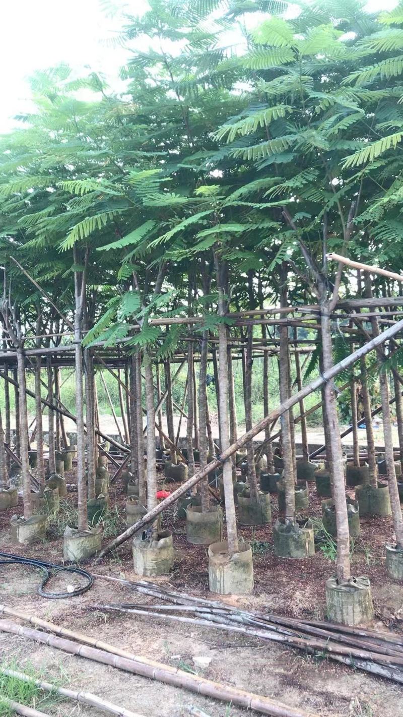 凤凰木（红花楹）5~30袋苗，低价出售，欢迎各位老板来电