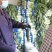 山东临沂沂南尖叶莴笋青皮青肉量大优惠来电咨询