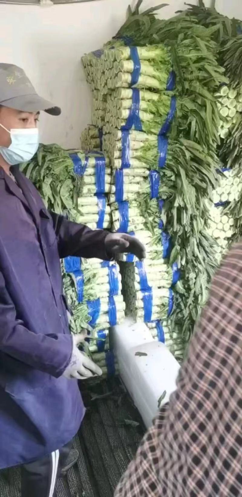 山东临沂沂南尖叶莴笋青皮青肉量大优惠来电咨询