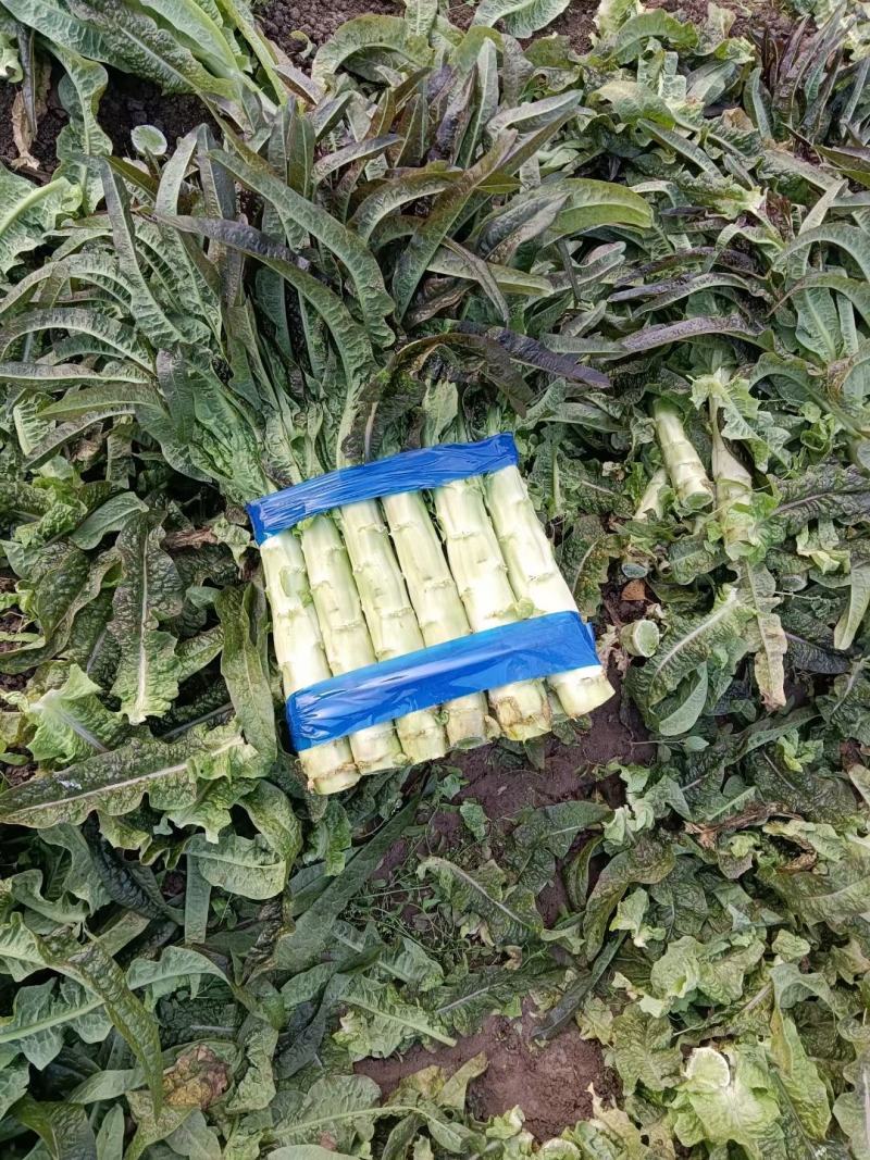 山东临沂沂南尖叶莴笋青皮青肉量大优惠来电咨询