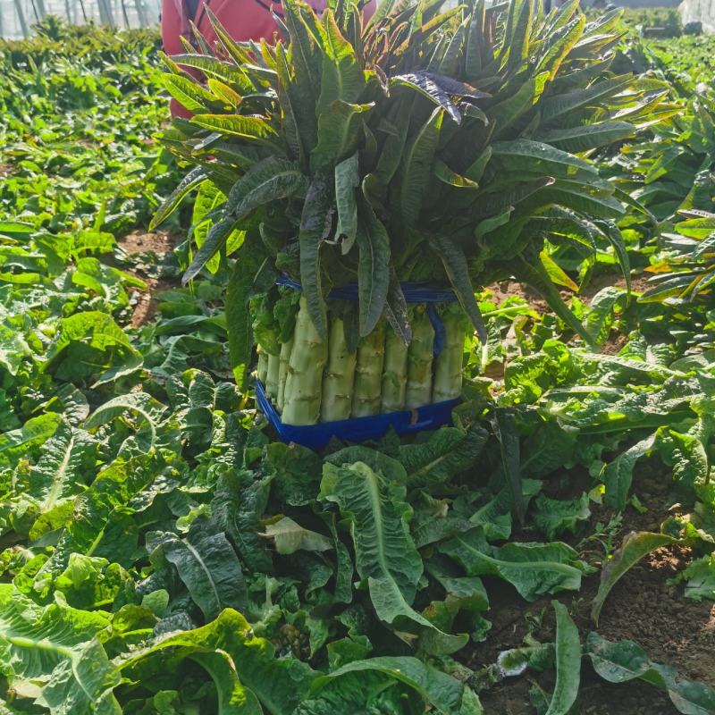 山东临沂沂南尖叶莴笋青皮青肉量大优惠来电咨询
