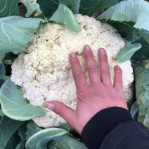 花菜苗津松85和105量大直发基地货源对接全国客商