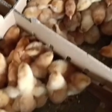 青脚麻鸡苗，出壳，脱温苗都有，可视频看货，欢迎咨询