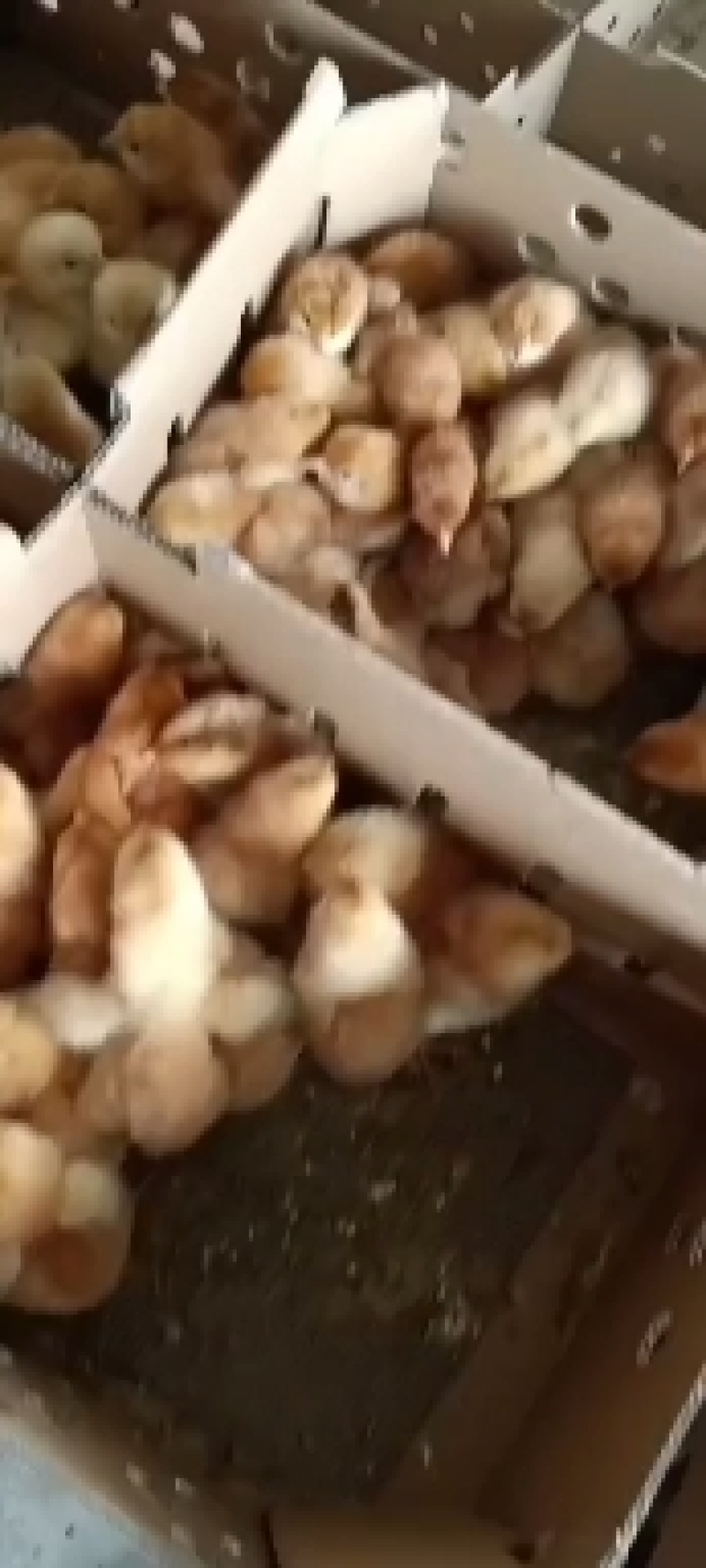 青脚麻鸡苗，出壳，脱温苗都有，可视频看货，欢迎咨询