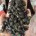 九香虫无油好货一公斤批。文斌中药材批发零售