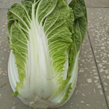 【白菜推荐】杠菜，包心菜我是辽宁凌海市蔬菜代办我们这9初