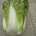 【白菜推荐】杠菜，包心菜我是辽宁凌海市蔬菜代办我们这9初