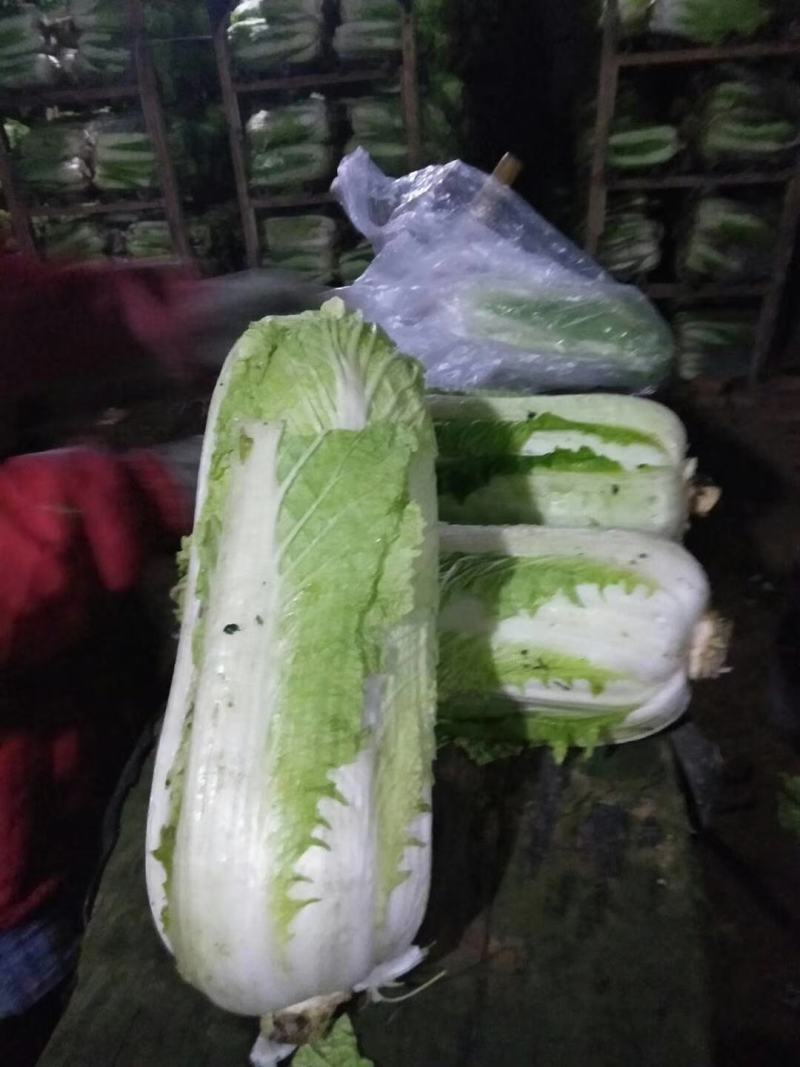 【白菜推荐】杠菜，包心菜我是辽宁凌海市蔬菜代办我们这9初