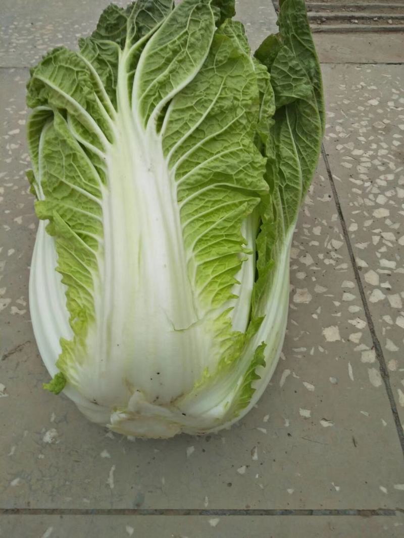 【白菜推荐】杠菜，包心菜我是辽宁凌海市蔬菜代办我们这9初