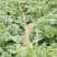 【白菜推荐】杠菜，包心菜我是辽宁凌海市蔬菜代办我们这9初