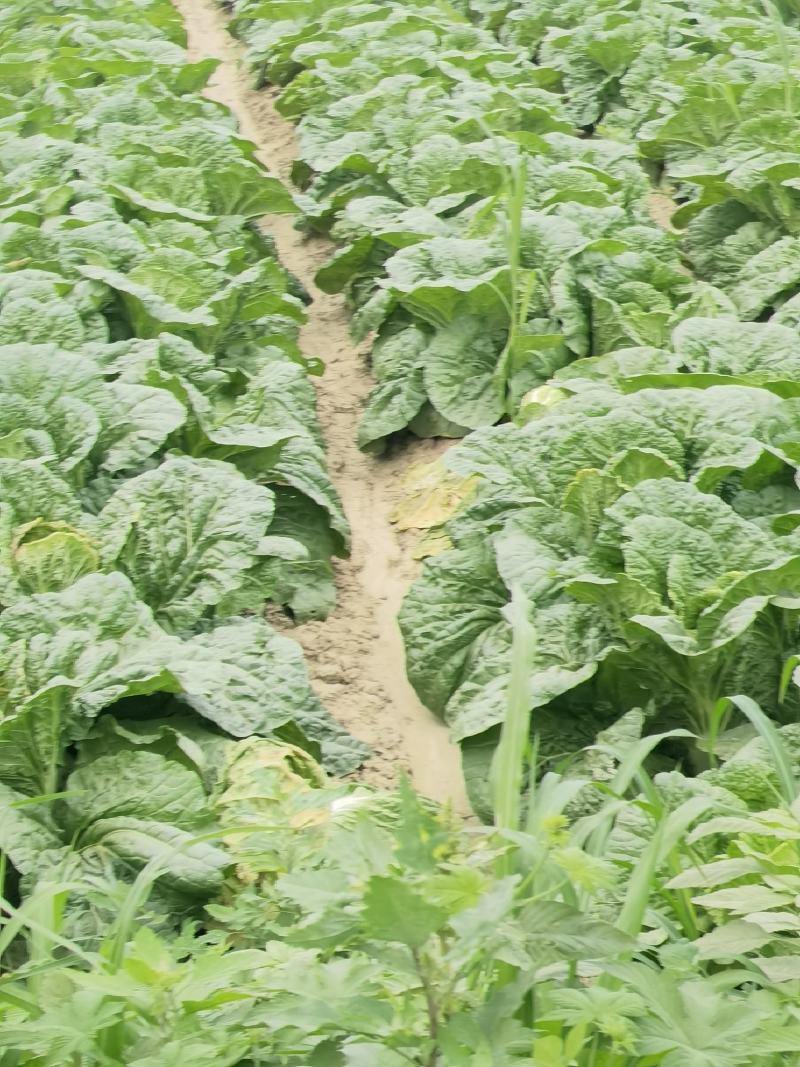 【白菜推荐】杠菜，包心菜我是辽宁凌海市蔬菜代办我们这9初
