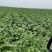 【白菜推荐】杠菜，包心菜我是辽宁凌海市蔬菜代办我们这9初